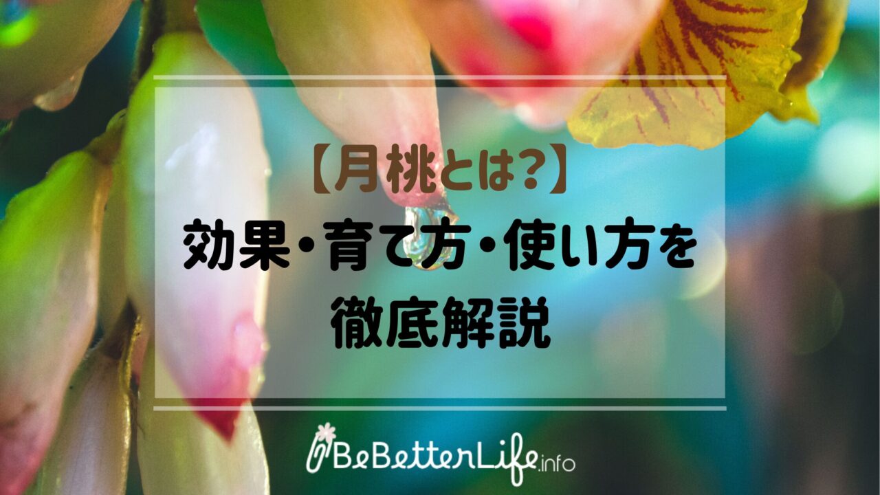 【月桃とは?】効果・育て方・使い方を徹底解説