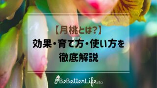 【月桃とは？】効果・育て方・使い方を徹底解説