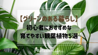 【グリーンのある暮らし】初心者におすすめな育てやすい観葉植物５選