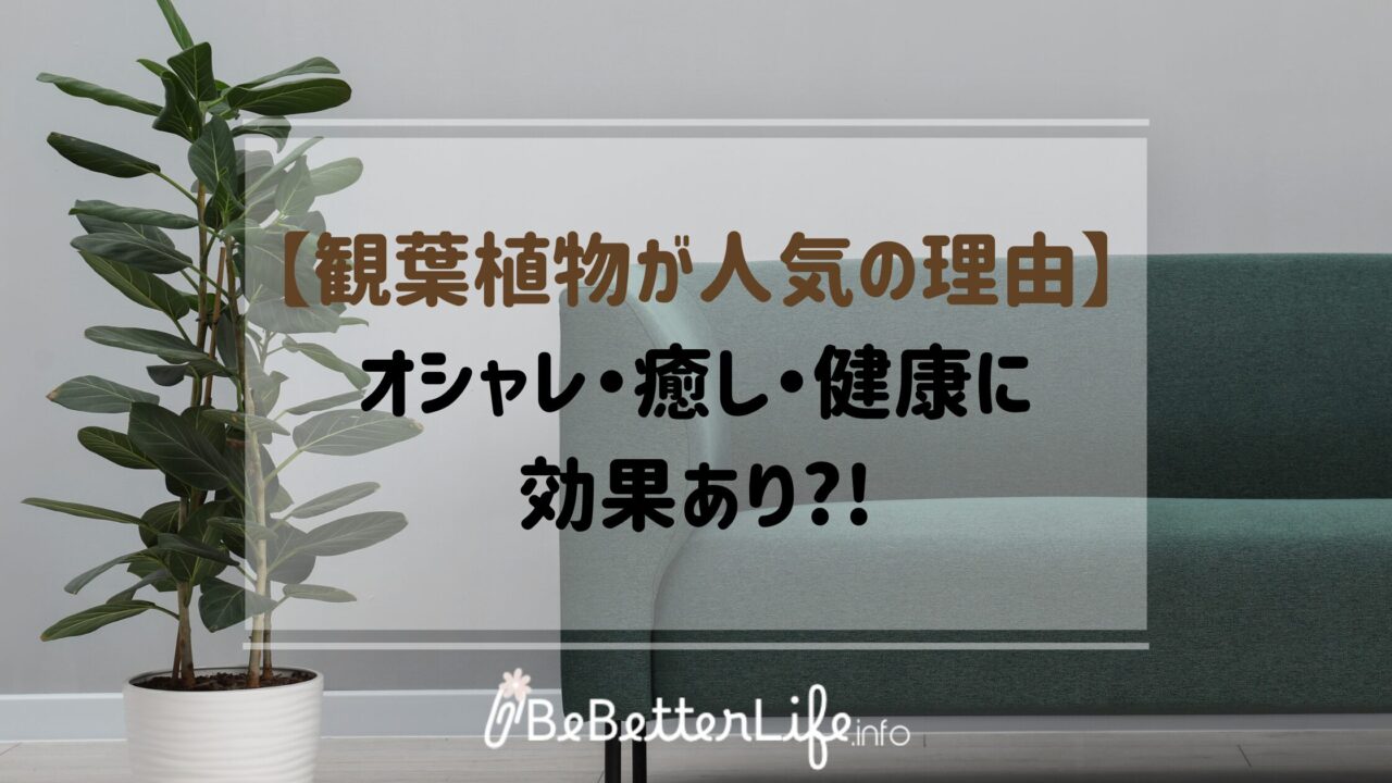 【観葉植物が人気の理由】オシャレ・癒し・健康に効果あり?!