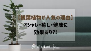 【観葉植物が人気の理由】オシャレ・癒し・健康に効果あり?!