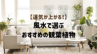 【運気が上がる！】風水で選ぶおすすめの観葉植物